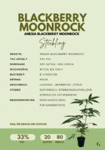 Anesia Blackberry Moonrock Steckling – 33% THC – Bild 2